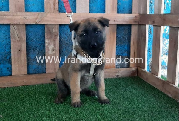 --malinois-59_11