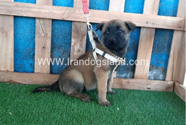 --malinois-59_12