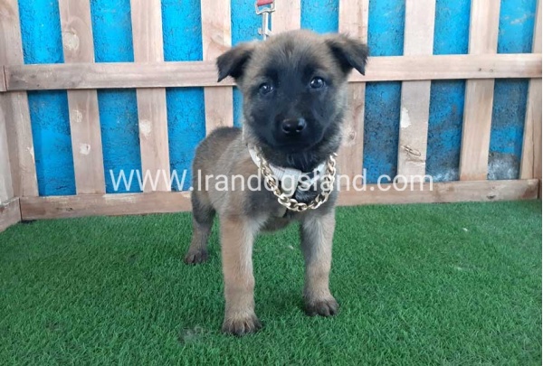 --malinois-59_2