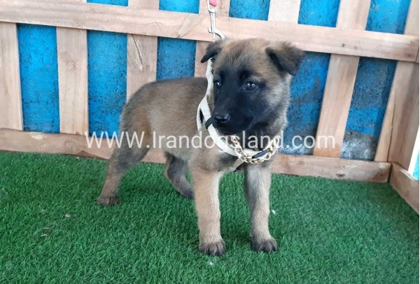 --malinois-59_3