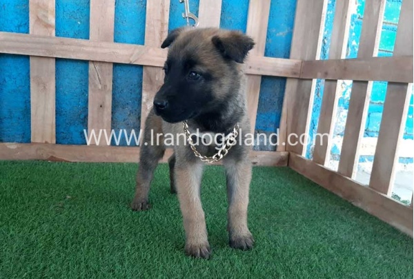 --malinois-59_4