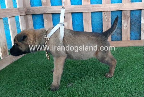 --malinois-59_5