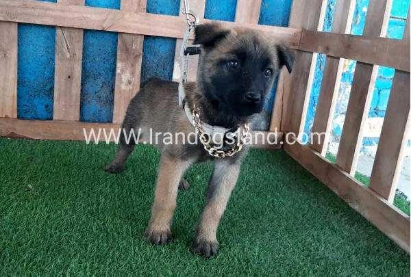 --malinois-59_6