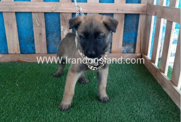--malinois-59_7