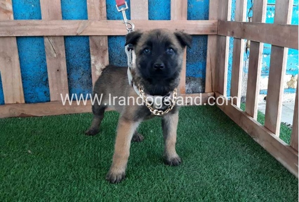 --malinois-59_8