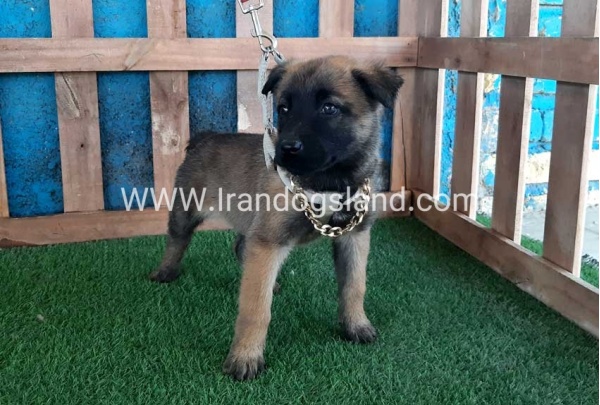 --malinois-59_9