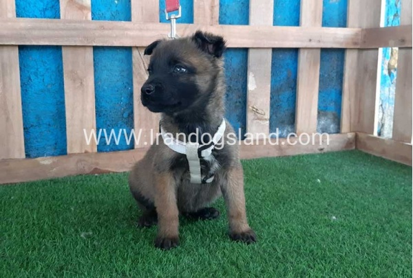 --malinois-60_1