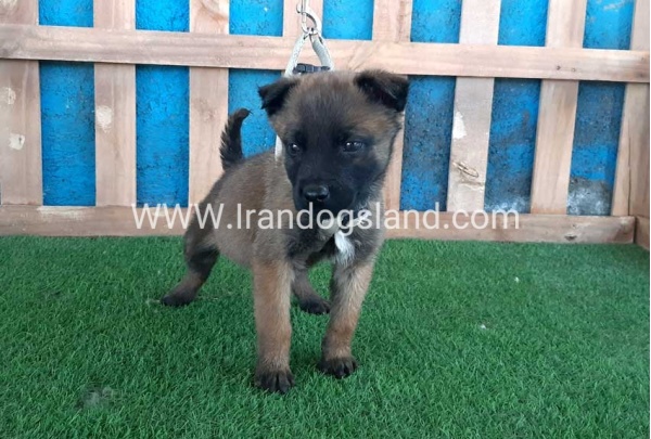--malinois-60_10