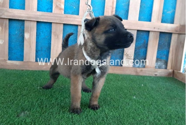 --malinois-60_11
