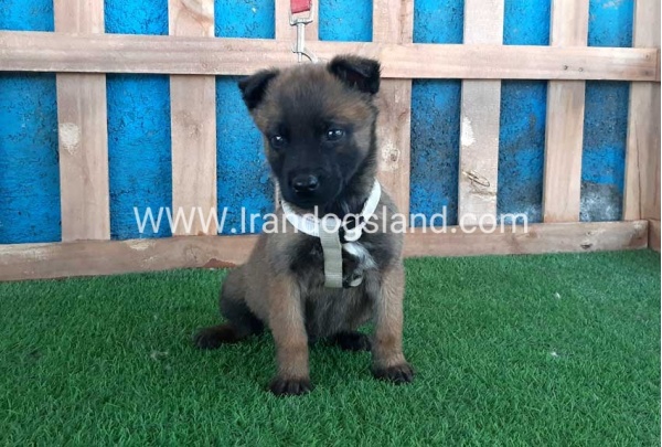 --malinois-60_12