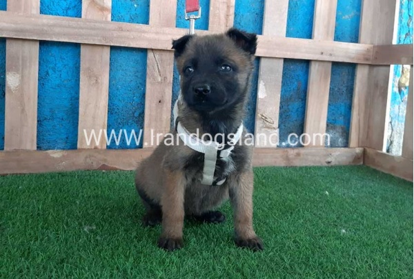 --malinois-60_2