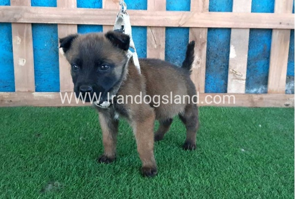 --malinois-60_3