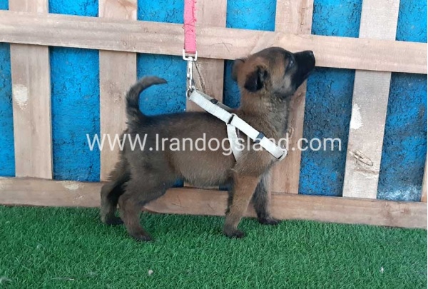 --malinois-60_4