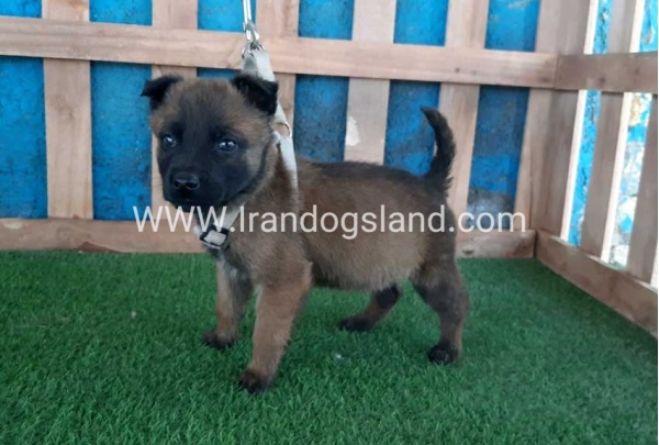 --malinois-60_5