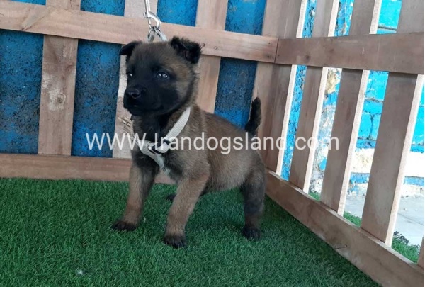 --malinois-60_6