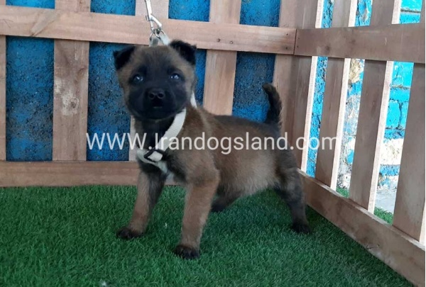 --malinois-60_7