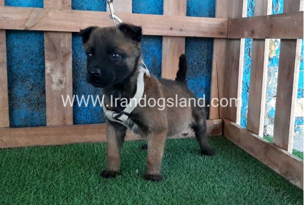 --malinois-60_8
