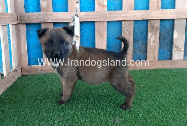 --malinois-60_9