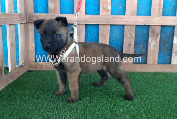 --malinois-61_1