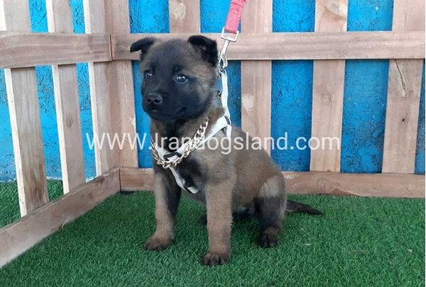 --malinois-61_10