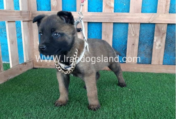 --malinois-61_11