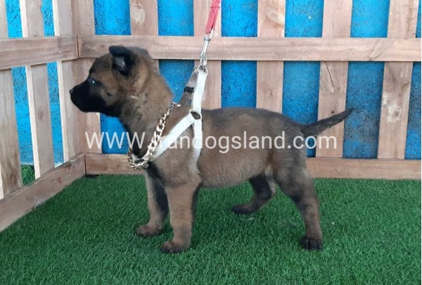 --malinois-61_12