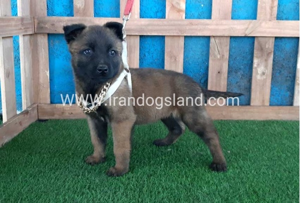 --malinois-61_2