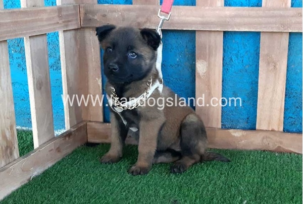 --malinois-61_3
