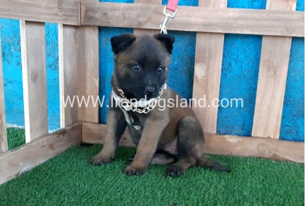 --malinois-61_4