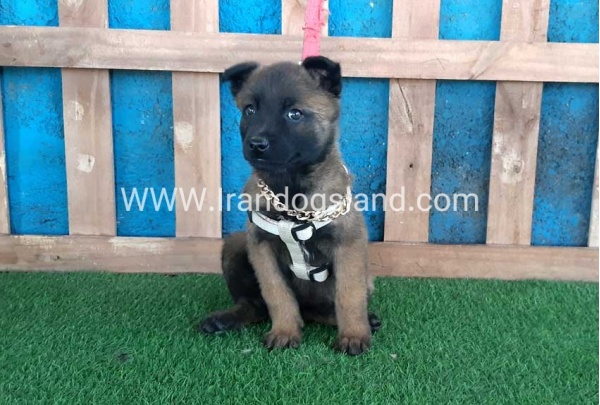 --malinois-61_5