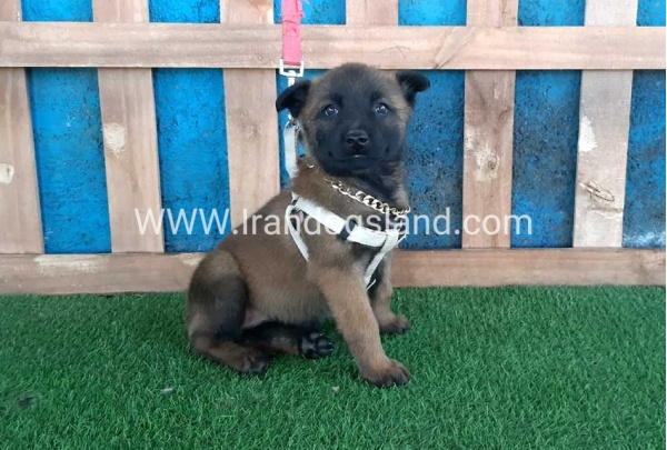 --malinois-61_6