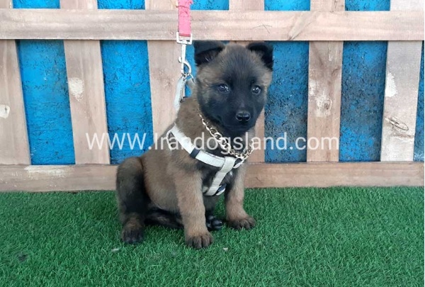 --malinois-61_7