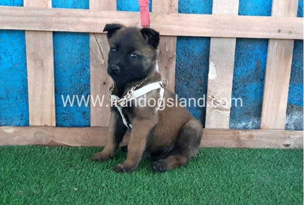 --malinois-61_8