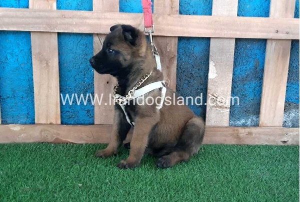 --malinois-61_9