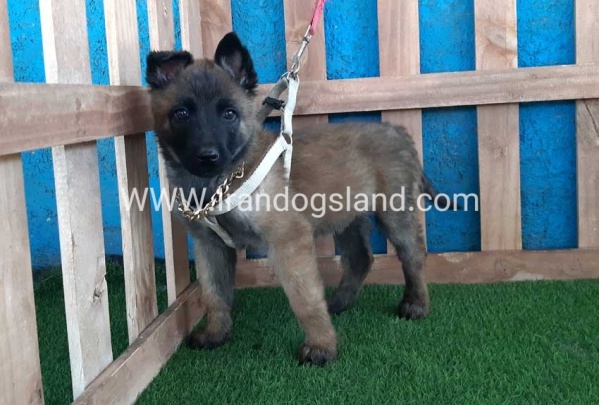 --malinois-62_1