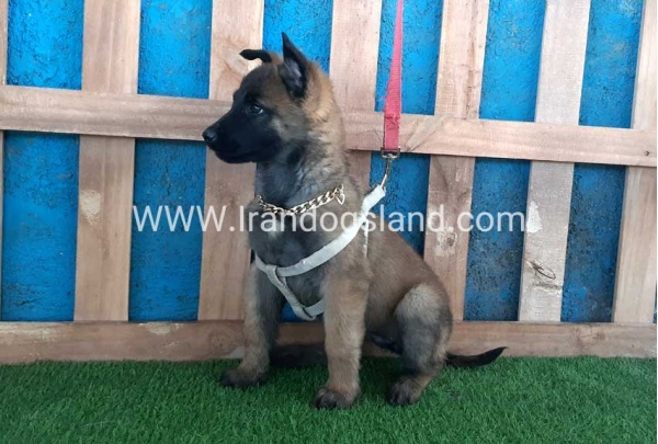 --malinois-62_10