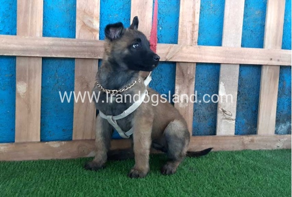 --malinois-62_11
