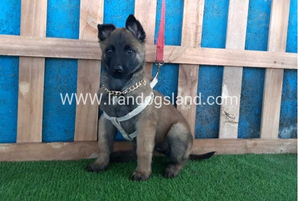 --malinois-62_12