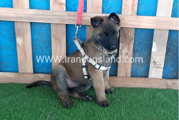 --malinois-62_2
