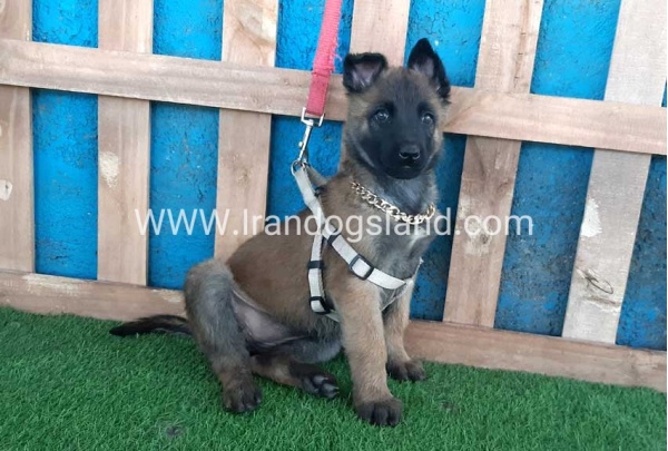 --malinois-62_3