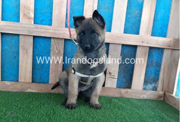 --malinois-62_4