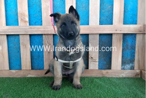 --malinois-62_5