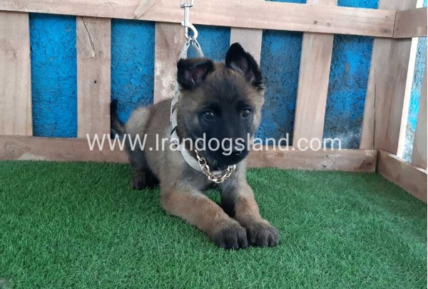 --malinois-62_6