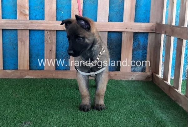 --malinois-62_7