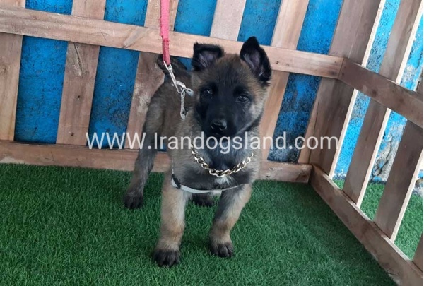 --malinois-62_8