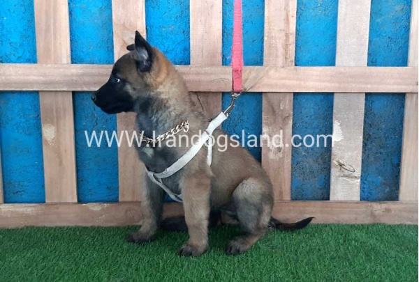 --malinois-62_9