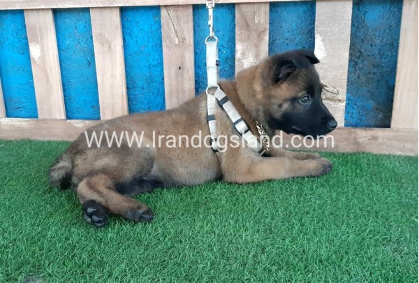 --malinois-64_1