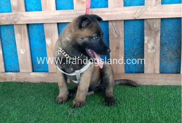 --malinois-64_10