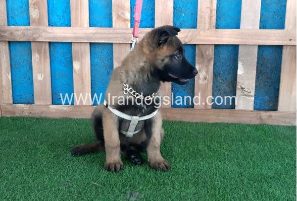 --malinois-64_11