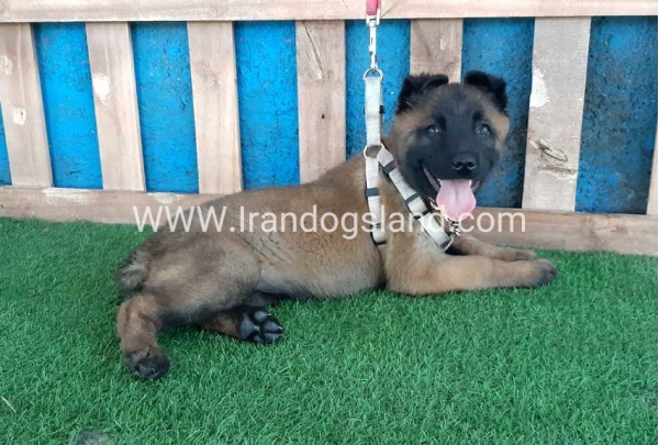 --malinois-64_2